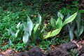 SANSEVERIA grandis. Afrique(somalie). Liliaceae. 0.15-0.25m